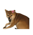 柴犬こたろうの日常2（個別スタンプ：29）