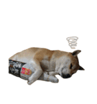 柴犬こたろうの日常2（個別スタンプ：30）