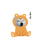 柴犬こたろうの日常2（個別スタンプ：31）