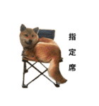 柴犬こたろうの日常2（個別スタンプ：32）