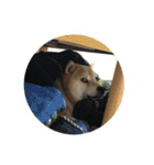柴犬こたろうの日常2（個別スタンプ：35）