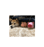 柴犬こたろうの日常2（個別スタンプ：36）
