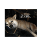 柴犬こたろうの日常2（個別スタンプ：38）