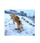 柴犬こたろうの日常2（個別スタンプ：39）