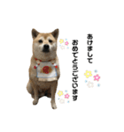 柴犬こたろうの日常2（個別スタンプ：40）