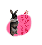 ネザーランド野良ハーフうさぎのお返事（個別スタンプ：4）