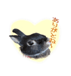 ネザーランド野良ハーフうさぎのお返事（個別スタンプ：5）