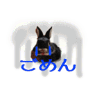 ネザーランド野良ハーフうさぎのお返事（個別スタンプ：6）