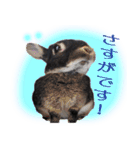 ネザーランド野良ハーフうさぎのお返事（個別スタンプ：7）
