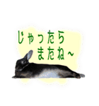 ネザーランド野良ハーフうさぎのお返事（個別スタンプ：8）