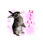 ネザーランド野良ハーフうさぎのお返事（個別スタンプ：9）