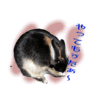 ネザーランド野良ハーフうさぎのお返事（個別スタンプ：14）