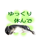 ネザーランド野良ハーフうさぎのお返事（個別スタンプ：15）