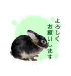 ネザーランド野良ハーフうさぎのお返事（個別スタンプ：17）