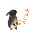 ネザーランド野良ハーフうさぎのお返事（個別スタンプ：18）