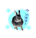 ネザーランド野良ハーフうさぎのお返事（個別スタンプ：22）