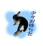 ネザーランド野良ハーフうさぎのお返事（個別スタンプ：23）