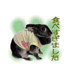 ネザーランド野良ハーフうさぎのお返事（個別スタンプ：24）