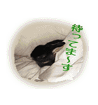 ネザーランド野良ハーフうさぎのお返事（個別スタンプ：26）