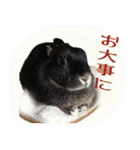 ネザーランド野良ハーフうさぎのお返事（個別スタンプ：27）
