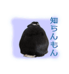 ネザーランド野良ハーフうさぎのお返事（個別スタンプ：28）