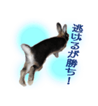 ネザーランド野良ハーフうさぎのお返事（個別スタンプ：30）