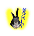 ネザーランド野良ハーフうさぎのお返事（個別スタンプ：31）