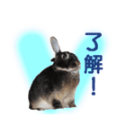 ネザーランド野良ハーフうさぎのお返事（個別スタンプ：32）