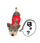 トイプードルファミリー スタンプ（個別スタンプ：5）