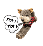 トイプードルファミリー スタンプ（個別スタンプ：6）