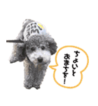 トイプードルファミリー スタンプ（個別スタンプ：15）