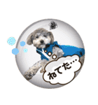 トイプードルファミリー スタンプ（個別スタンプ：35）