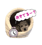 トイプードルファミリー スタンプ（個別スタンプ：36）