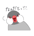 文鳥ときどき十姉妹（個別スタンプ：7）