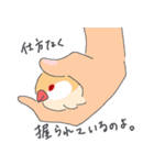 文鳥ときどき十姉妹（個別スタンプ：24）