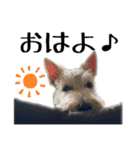 スコティッシュテリアのジョックとクラリス（個別スタンプ：1）