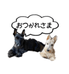 スコティッシュテリアのジョックとクラリス（個別スタンプ：2）