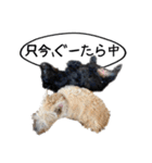 スコティッシュテリアのジョックとクラリス（個別スタンプ：3）