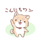 豆しば犬 しばわん 日常で使える（個別スタンプ：1）