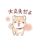 豆しば犬 しばわん 日常で使える（個別スタンプ：8）