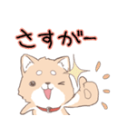 豆しば犬 しばわん 日常で使える（個別スタンプ：15）