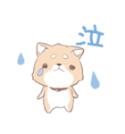 豆しば犬 しばわん 日常で使える（個別スタンプ：31）