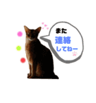 アポレオン（個別スタンプ：9）