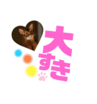 アポレオン（個別スタンプ：13）
