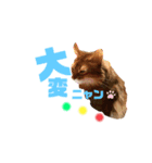 アポレオン（個別スタンプ：16）