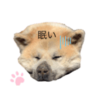 アランとこはる（個別スタンプ：1）