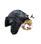 トイプードル×バセットハウンド2（個別スタンプ：9）