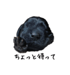 トイプードル×バセットハウンド2（個別スタンプ：35）