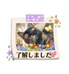 サビ猫のミィちゃんのスタンプ（個別スタンプ：8）