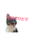 いつもイヤそうなももちゃん（個別スタンプ：12）